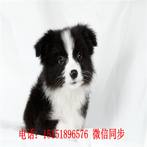 扬州咖啡色边牧 扬州哪里卖健康的边境牧羊犬 