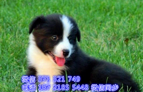 犬舍直销，哪里有宠物边境 ，精品小型中型大型犬狗狗荷