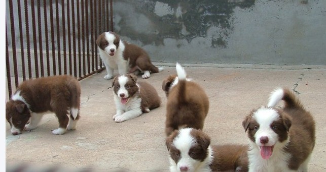 郑州买边牧 养犬基地纯种边牧出售欢迎联系