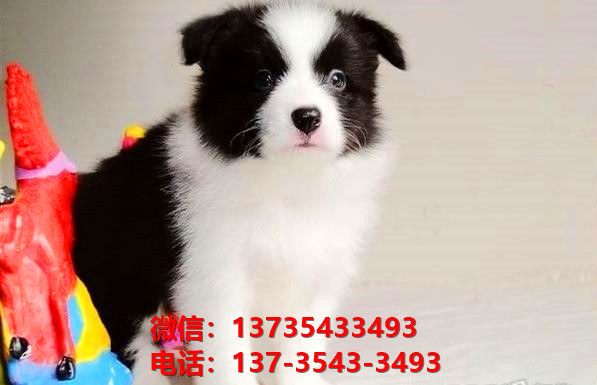 盐城宠物狗狗犬舍出售纯种边牧幼犬卖狗买狗地