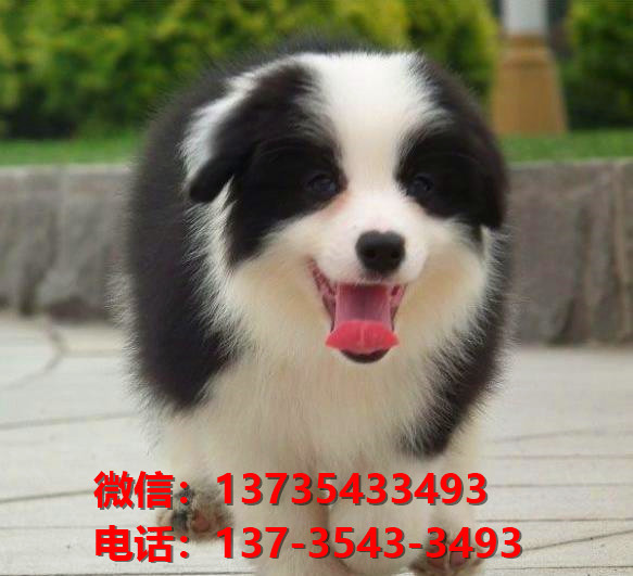 廊坊宠物狗犬舍出售纯种边牧犬卖狗买狗地方在