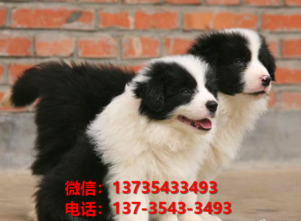 晋中宠物狗狗犬舍出售纯种边牧幼犬卖狗买狗地