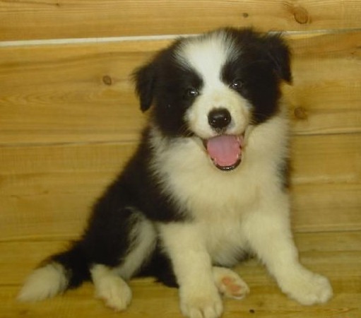 怒江买名犬买边牧 云南狗场常年出售小边牧