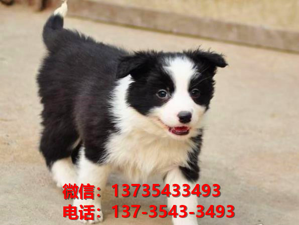 长治宠物狗狗犬舍出售纯种边牧幼犬卖狗买狗地
