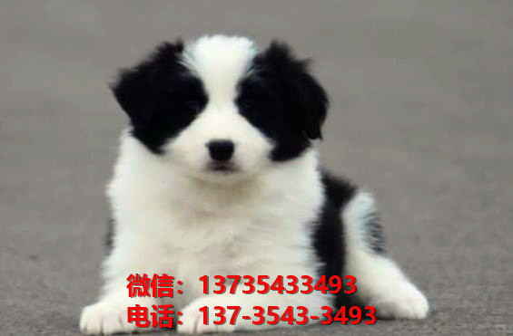 绍兴宠物狗狗犬舍出售纯种边牧幼犬狗市场在哪