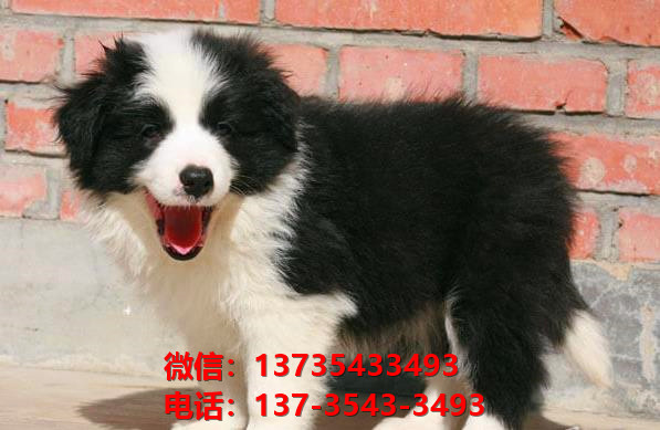 萍乡宠物狗狗犬舍出售纯种边牧幼犬网上买狗卖
