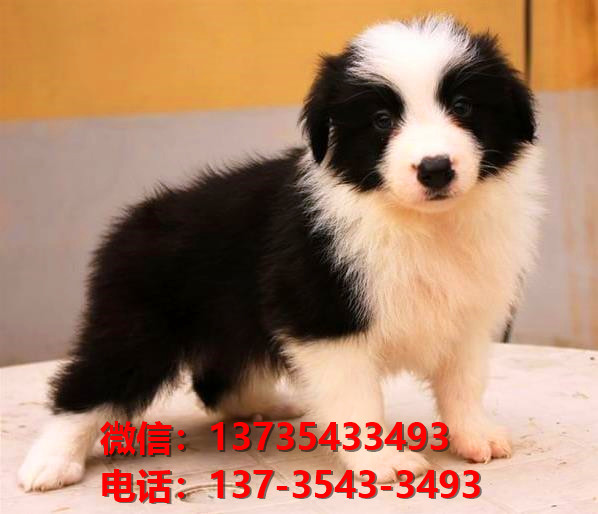 巢湖宠物狗狗犬舍出售纯种边牧幼犬卖狗地方在