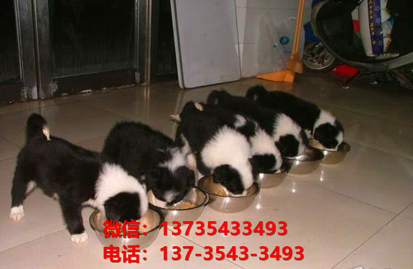 巢湖宠物狗狗犬舍出售纯种边牧幼犬卖狗地方在哪里有狗市场买狗