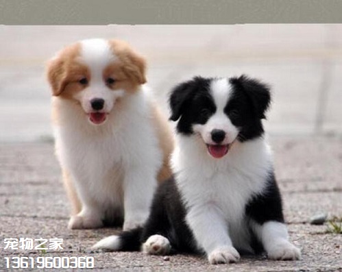 云南普洱本地出售边境牧羊犬纯种黑白色边牧小