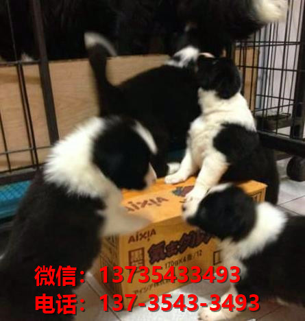 郴州宠物狗犬舍领养边牧幼犬卖狗买狗网站在哪