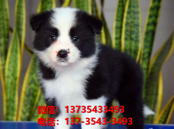 荆门宠物狗犬舍出售纯种边境牧羊犬幼犬卖狗买