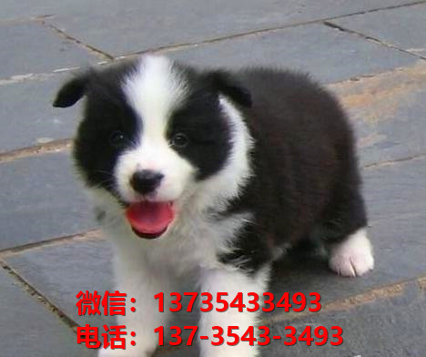 漯河宠物狗犬舍出售纯种边牧犬网上买狗卖狗地方在哪有狗市场