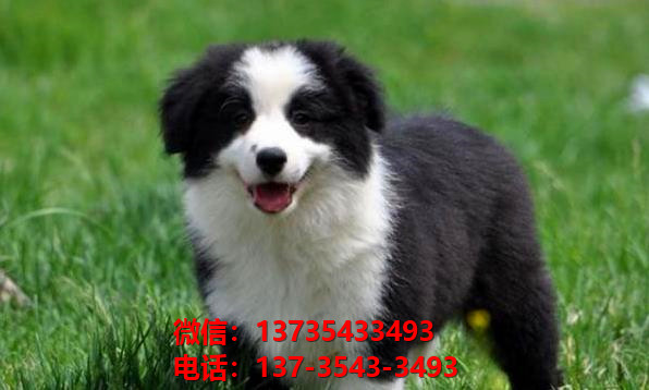 许昌宠物狗犬舍出售纯种边牧犬卖狗买狗地方在
