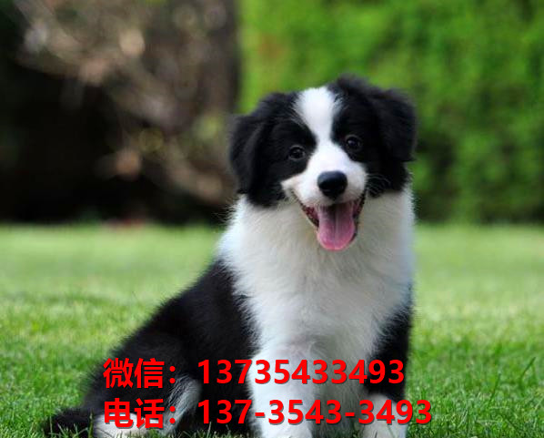 北海宠物狗犬舍出售纯种边牧幼犬网上卖狗买狗