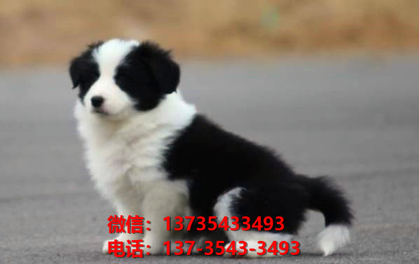 攀枝花宠物狗犬舍出售纯种边牧幼犬领养卖狗买狗地方在哪有狗市场