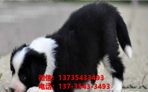 攀枝花宠物狗犬舍出售纯种边牧幼犬领养卖狗买狗地方在哪有狗市场