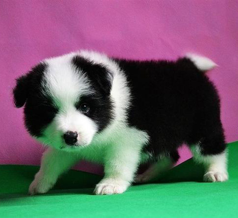 佛山哪里有卖边牧犬 佛山边牧犬一只多少钱 可送货