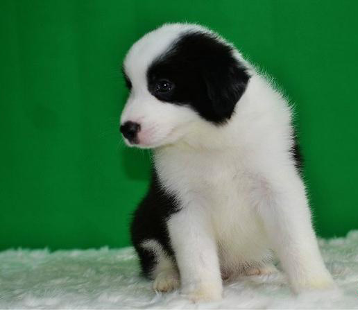 广州出售纯种健康边牧幼犬 疫苗齐全 多窝可选