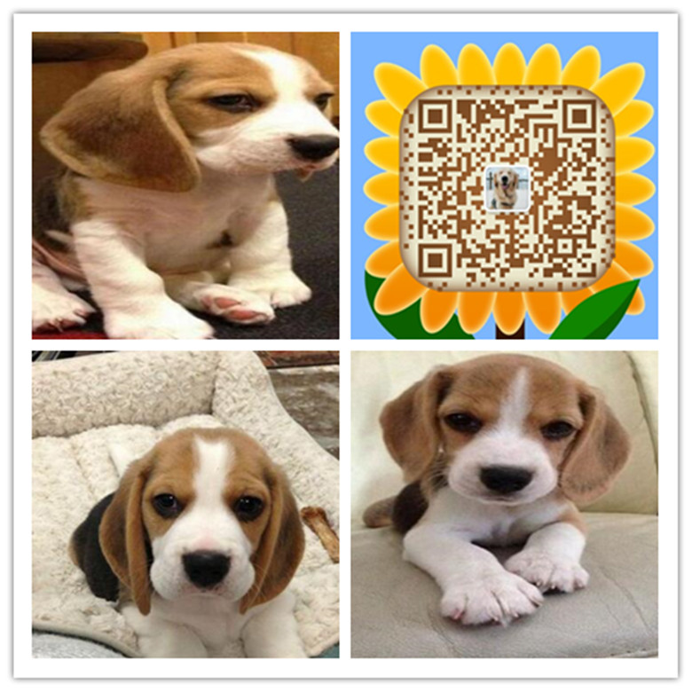 上海哪里有正规宠物店 上海哪里买狗放心  上