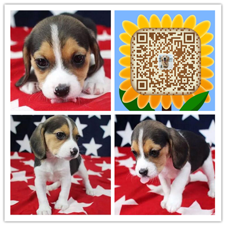 杭州哪里有比格犬出售 杭州比格犬哪里的纯种健康 杭州比格犬幼犬一般多少钱