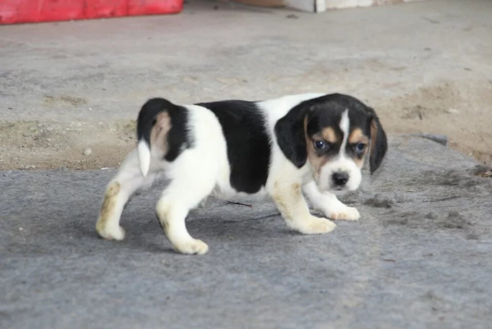 武汉纯种比格价格 武汉比格怎么卖的 比格多少