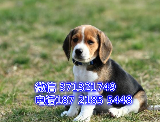 比格犬出售纯种幼犬，小型犬 太原狗场 太原犬舍哪里有卖 犬舍繁殖