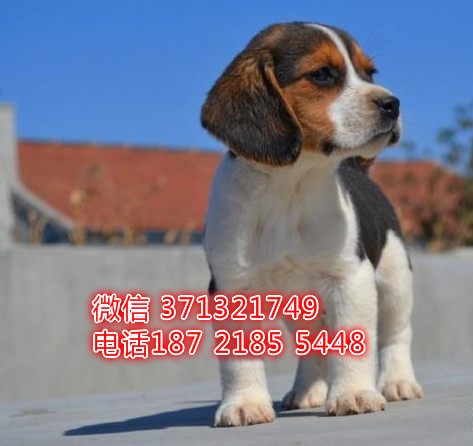 比格犬出售纯种幼犬，比格猎兔犬狗狗 杭州比格犬狗狗 迷你型