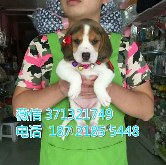 比格出售纯种幼犬小型犬 高端名犬 小型犬