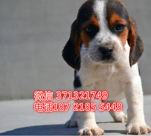 比格犬出售纯种幼犬，比格猎兔犬狗狗 犬舍直销