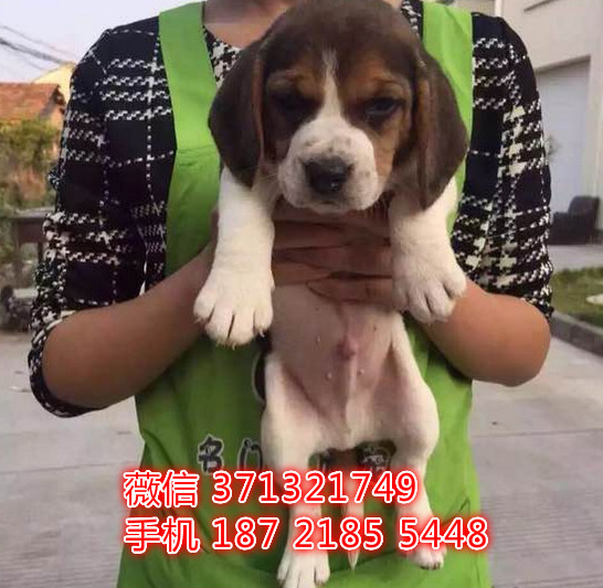 比格出售纯种，武汉比格犬哪里有卖 价格多少