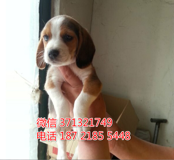 杭州比格犬出售 小型犬比格狗狗 疫苗做好 狗