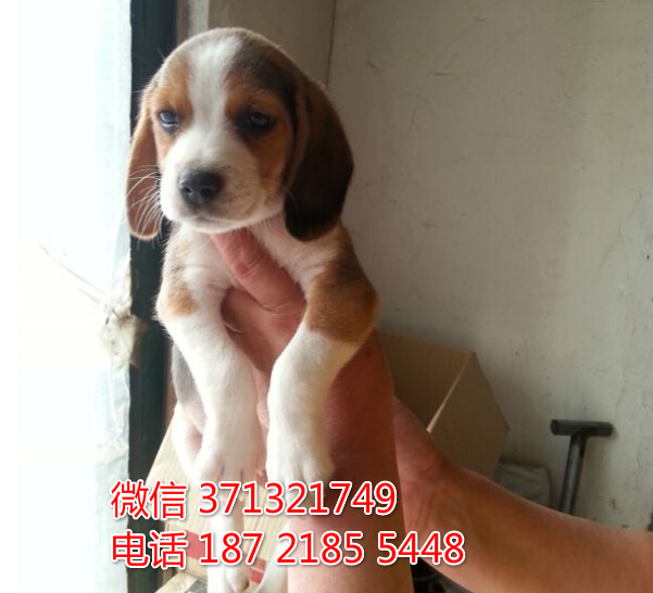 比格出售纯种幼犬 猎兔犬狗狗 武汉狗场出售 