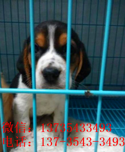 太原宠物狗犬舍出售纯种比格犬哪里有狗市场卖狗买狗在哪