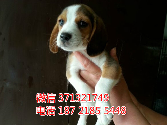 杭州比格犬出售 小型犬比格狗狗 疫苗做好 狗场繁殖