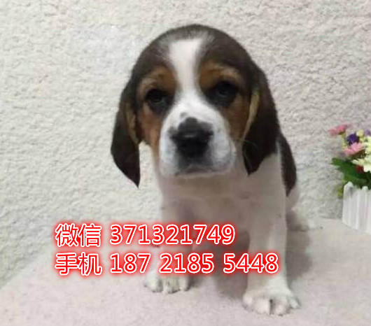 福州狗狗 比格犬出售纯种幼犬 福州犬舍 全国发货