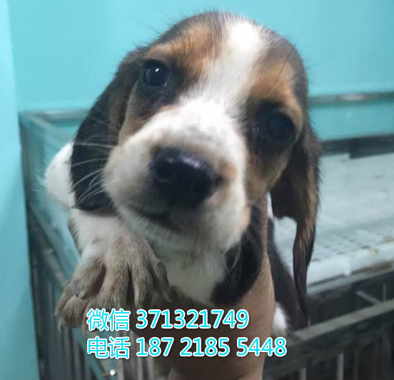 南京特惠 比格犬出售纯种幼犬 南京犬舍南京狗