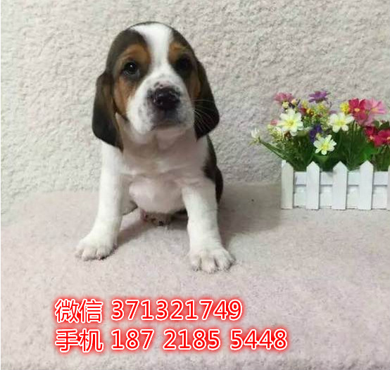 福州狗狗 比格犬出售纯种幼犬 福州犬舍 全国