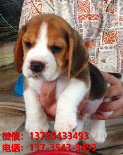 上海狗场宠物狗出售正宗比格犬宠物狗市场在哪里买狗哪里有卖狗地方