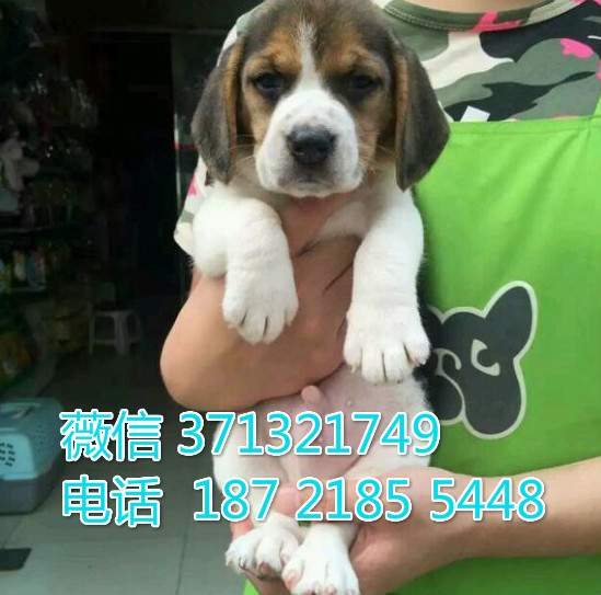 武汉狗狗 比格小鹿犬纯种幼犬 武汉狗场 全国