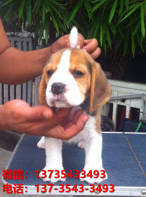 上海狗场宠物狗出售正宗比格犬宠物狗市场在哪里买狗哪里有卖狗地方