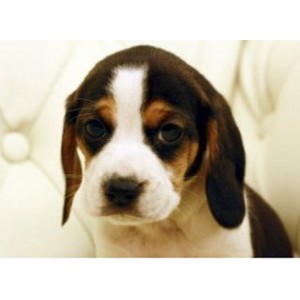 成都狗狗  性格开朗动作惹人怜爱活泼反应快的比格