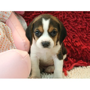 成都狗狗  性格开朗动作惹人怜爱活泼反应快的