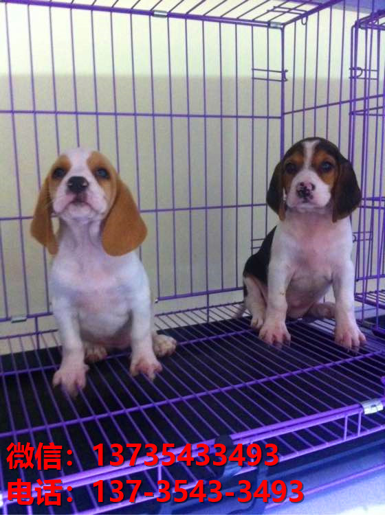 四川成都狗场宠物狗出售正宗西施犬宠物狗市场在哪里买狗哪里有卖狗地方