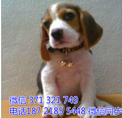 全国特惠比格犬纯种幼犬 支持上门 支持空运汽运 包健康谀