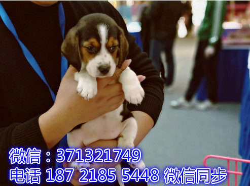 特价 比格犬出售纯种幼犬 专业繁殖专业发货 可上门看谆