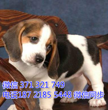 全国特惠比格犬纯种幼犬 支持上门 支持空运汽运 包健康脱