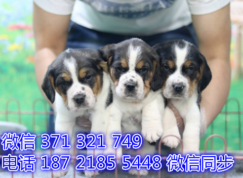 宠物狗狗比格 全国可以发货 犬舍繁殖 包健康徽