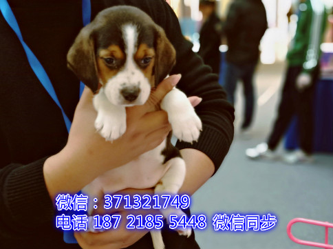 特价 比格犬出售纯种幼犬 专业繁殖专业发货 可上门看烁