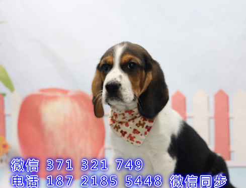 武汉宠物狗狗比格出售幼犬 全国可以发货 犬舍