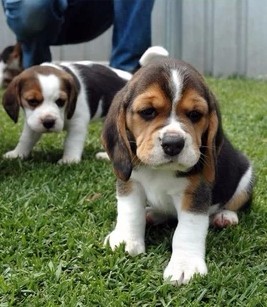 德宏州买比格犬 瑞丽买比格 云南狗场出售小比